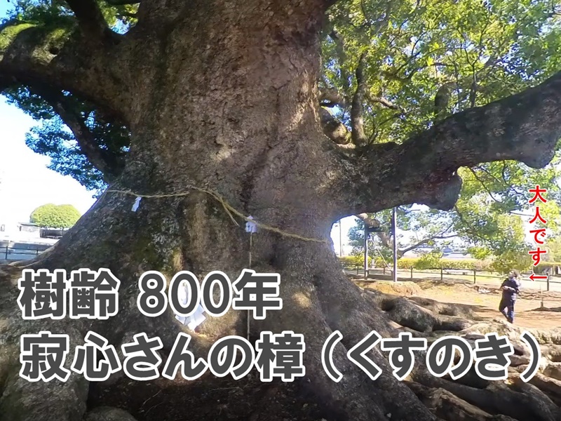 寂心武將的樟樹（新日本名木100選之一）【有影片】 | 臺灣人在熊本的生活